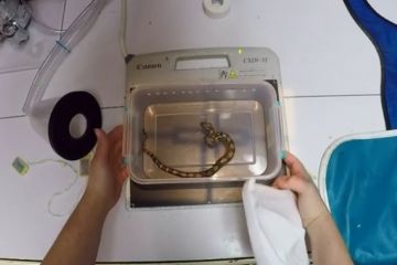 Двухголовую змею с двумя сердцами сняли на видео 	  	 	    			 	  	Двухголовую змею с двумя сердцами сняли на видео