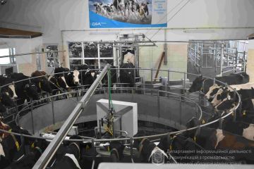 Нова доїльна зала на Полтавщині входить у десятку світових комплексів Нова доїльна зала на Полтавщині входить у десятку світових комплексів