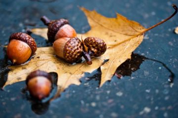 Прогноз погоди на зиму та коли чекати першого снігу Прогноз погоди на зиму та коли чекати першого снігу