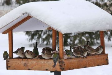 Волинян закликають облаштовувати годівниці для пернатих Волинян закликають облаштовувати годівниці для пернатих