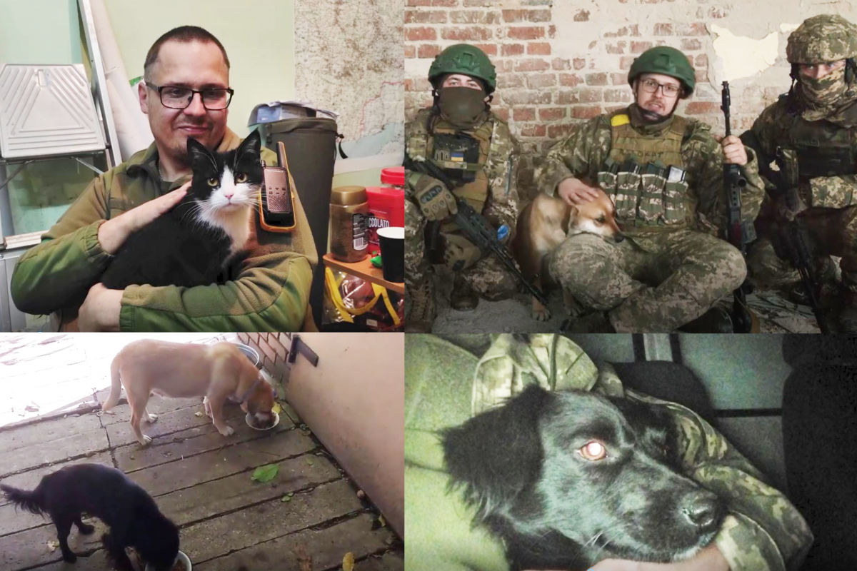 115 окрема механізована бригада ЗСУ : Важливо допомагати та захищати тварин, особливо в такий нелегкий час 115 окрема механізована бригада ЗСУ : Важливо допомагати та захищати тварин, особливо в такий нелегкий час