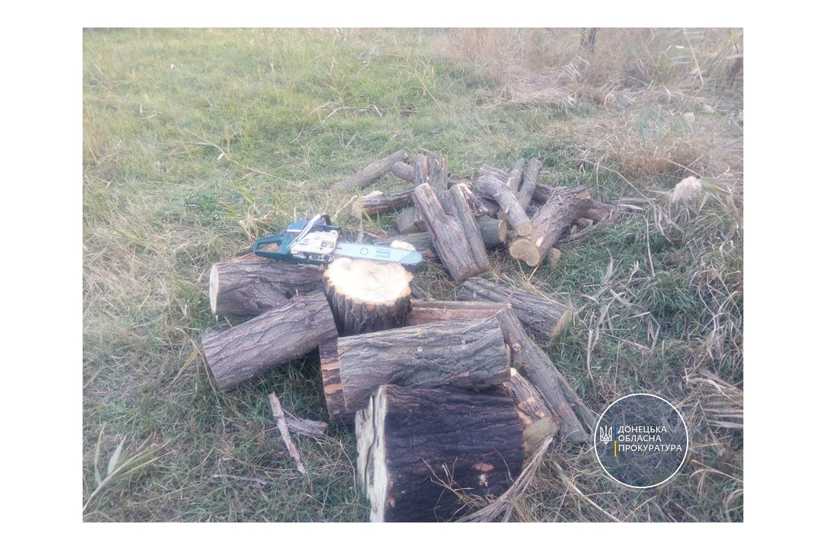 «Чорним лісорубам», які знищили дерев на майже 700 тис грн, загрожує до 7 років за ґратами (ФОТО) «Чорним лісорубам», які знищили дерев на майже 700 тис грн, загрожує до 7 років за ґратами (ФОТО)