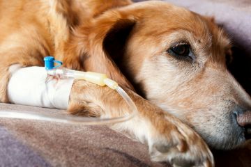 В Україні почали масово отруювати тварин на вулицях  В Україні почали масово отруювати тварин на вулицях