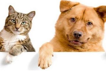 Вперше в Китаї введуть офіційну заборону на споживання котячого та собачого м’яса Вперше в Китаї введуть офіційну заборону на споживання котячого та собачого м’яса