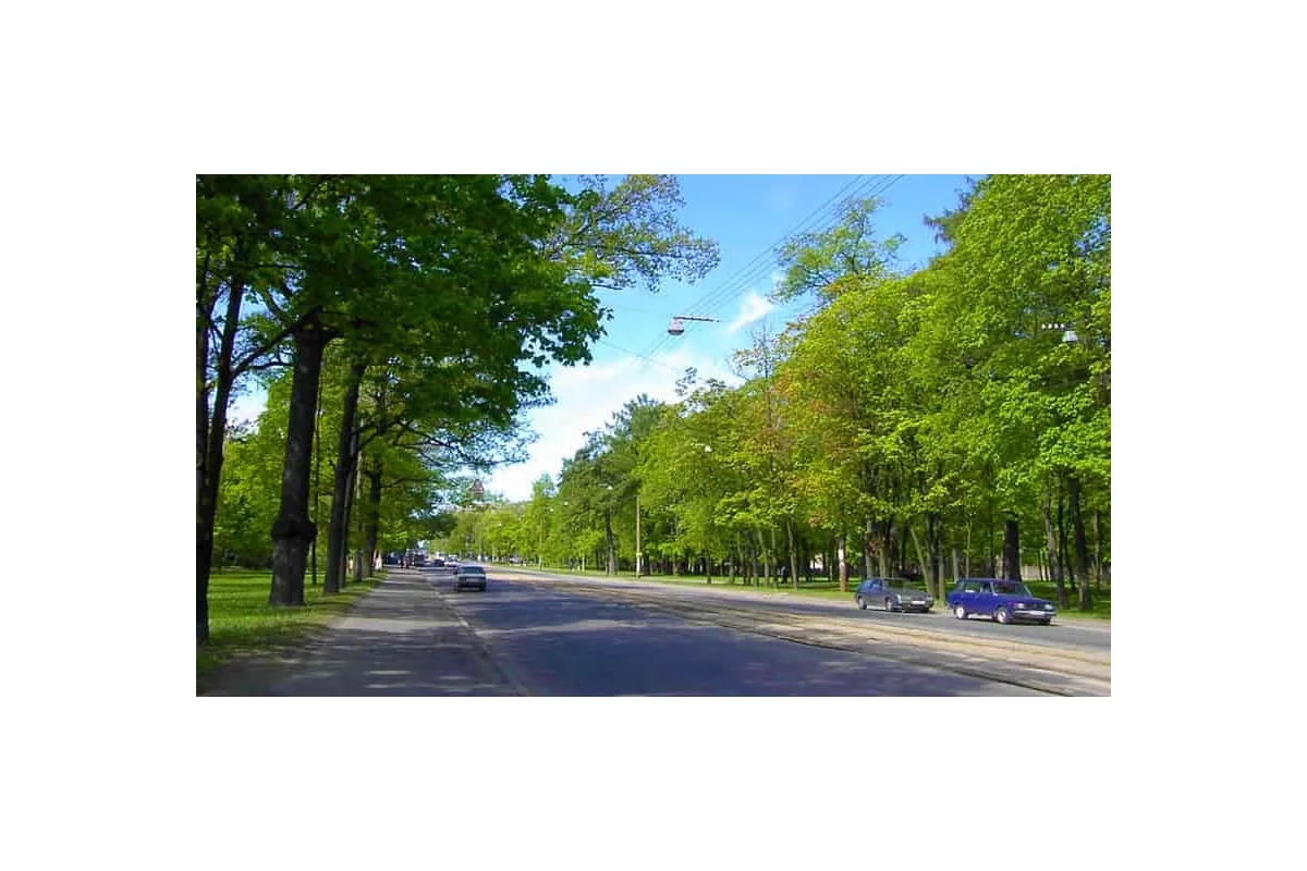 Мінрегіон планує змінити норми висадки і поливу дерев у містах