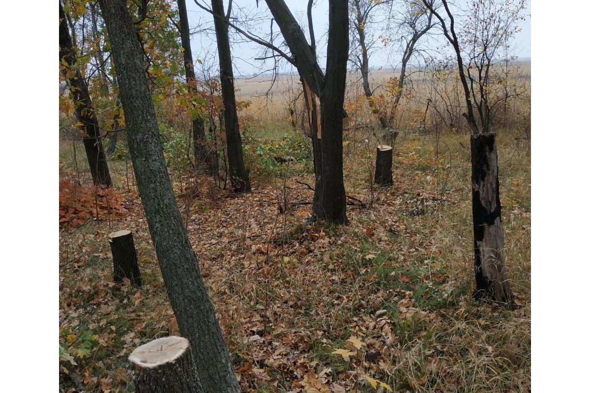 У Новомосковському районі поліцейський врятував дуби від вирубки