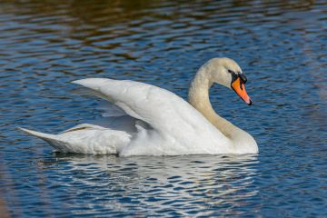 За хвилину до вбивства: як через нашу неохайність лебідь ледве не помер За хвилину до вбивства: як через нашу неохайність лебідь ледве не помер