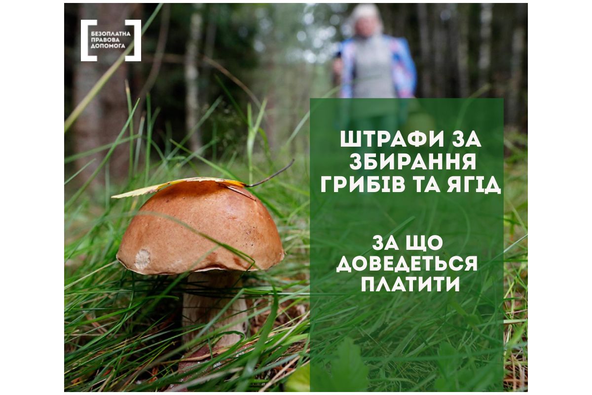 Штрафи за збирання грибів та ягід. За що доведеться платити Штрафи за збирання грибів та ягід. За що доведеться платити