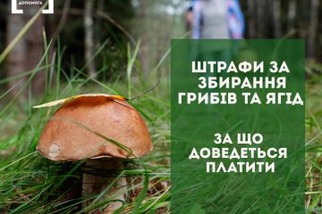 Штрафи за збирання грибів та ягід. За що доведеться платити Штрафи за збирання грибів та ягід. За що доведеться платити