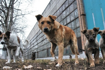 Автомобіль для виїзної біостерилізації вуличних та домашніх собак. Автомобіль для виїзної біостерилізації вуличних та домашніх собак.