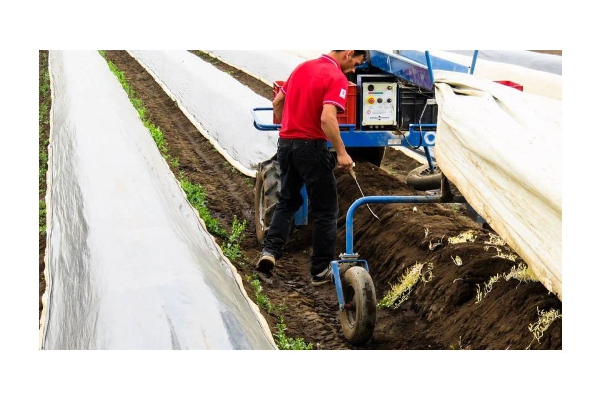 Сезонні "кріпаки" в Німеччині із Центральної та Східної Європи Сезонні "кріпаки" в Німеччині із Центральної та Східної Європи