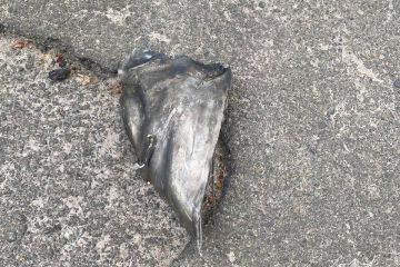 Патрульна поліція Києва показала уламки ворожих дронів, збитих над столицею Патрульна поліція Києва показала уламки ворожих дронів, збитих над столицею