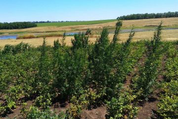 Продавець канабісу чекатиме вирок суду під вартою Продавець канабісу чекатиме вирок суду під вартою