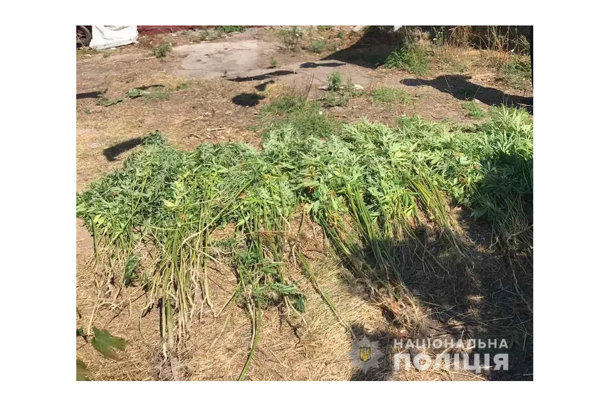 На Дніпропетровщині чоловік виростив 400 кущів конопель «для власних потреб»
