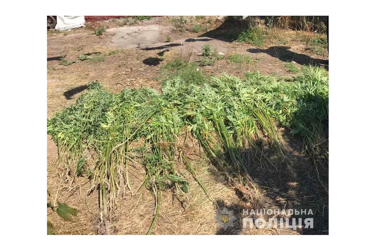 На Дніпропетровщині чоловік виростив 400 кущів конопель «для власних потреб» На Дніпропетровщині чоловік виростив 400 кущів конопель «для власних потреб»