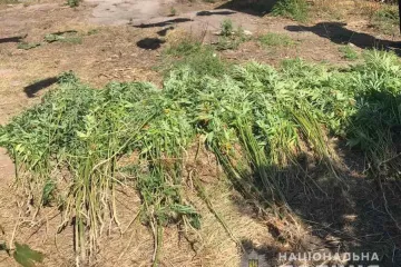 ​На Дніпропетровщині чоловік виростив 400 кущів конопель «для власних потреб»