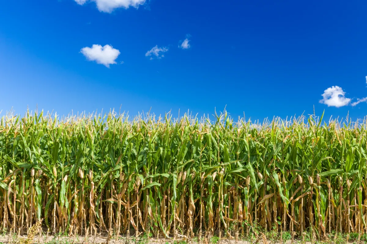 Аналітики прогнозують зростання експорту кукурудзи