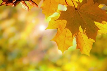 Початок осені на Дніпропетровщині відзначився спекотними рекордами Початок осені на Дніпропетровщині відзначився спекотними рекордами