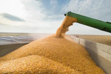 ​Росія могла викрасти українського зерна на пів мільярда доларів