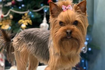 ПРОПАЛА СОБАКА - ВОЗНАГРАЖДЕНИЕ 5000 грн! Гостомель, Буча, Ирпень ПРОПАЛА СОБАКА - ВОЗНАГРАЖДЕНИЕ 5000 грн! Гостомель, Буча, Ирпень