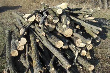 ​Прокуратура домоглась стягнення з «чорного лісоруба» понад 23 тис грн за незаконну порубку дерев