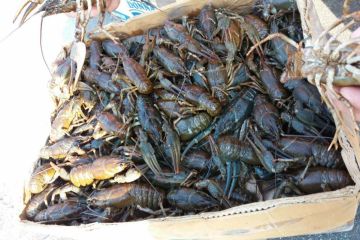 На Дніпропетровщині у період заборони браконьєрами було виловлено більше тисячі раків На Дніпропетровщині у період заборони браконьєрами було виловлено більше тисячі раків