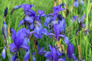 Андрій Сенюк: У Львівській області створено унікальний заказник "Долина ірисів", аналогів якому немає у Європі Андрій Сенюк: У Львівській області створено унікальний заказник "Долина ірисів", аналогів якому немає у Європі