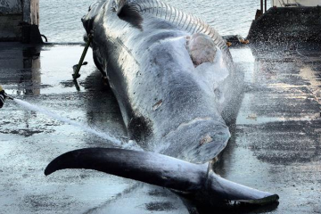 З 2024 року в Ісландії буде припинено китобійний промисел З 2024 року в Ісландії буде припинено китобійний промисел