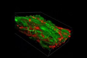 Надрукована на 3D-принтері нейронна тканина працює як справжній мозок Надрукована на 3D-принтері нейронна тканина працює як справжній мозок