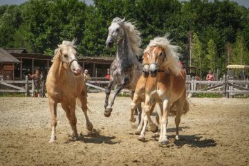 Під Києвом пройде шоу-виставка коней Під Києвом пройде шоу-виставка коней
