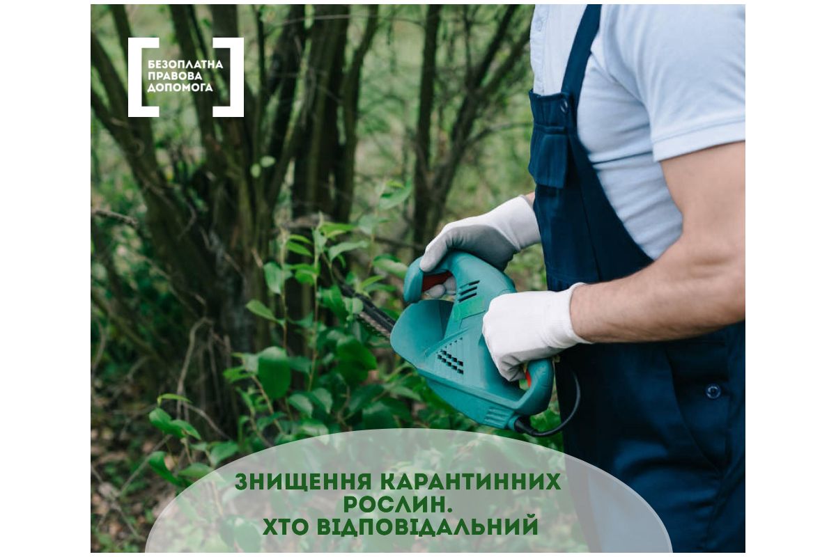 Знищення карантинних рослин. Хто відповідальний Знищення карантинних рослин. Хто відповідальний