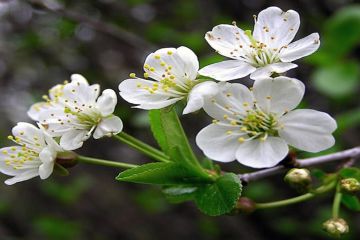 У Дніпрі в грудні зацвіла вишня У Дніпрі в грудні зацвіла вишня