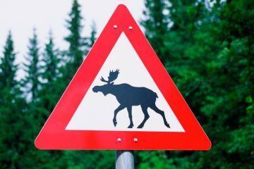 На Сумщині збили червонокнижну тварину  На Сумщині збили червонокнижну тварину