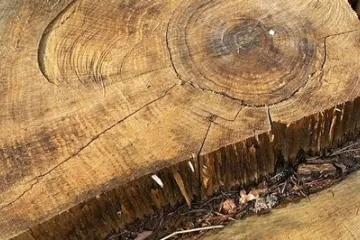 ​За незаконну порубку дерев чоловіку загрожує до 7 років позбавлення волі