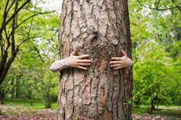 Як фірма члена виконкому Романа Солов'я отримує бюджетні гроші на озеленення Івано-Франківська через підставних осіб Як фірма члена виконкому Романа Солов'я отримує бюджетні гроші на озеленення Івано-Франківська через підставних осіб