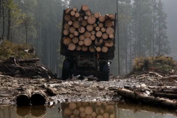 Документальний фільм - журналістське розслідування - "КОРОЛІ УКРАЇНСЬКОГО ЛІСУ" Документальний фільм - журналістське розслідування - "КОРОЛІ УКРАЇНСЬКОГО ЛІСУ"
