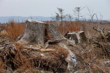 Документальний фільм - журналістське розслідування - "КОРОЛІ УКРАЇНСЬКОГО ЛІСУ" Документальний фільм - журналістське розслідування - "КОРОЛІ УКРАЇНСЬКОГО ЛІСУ"