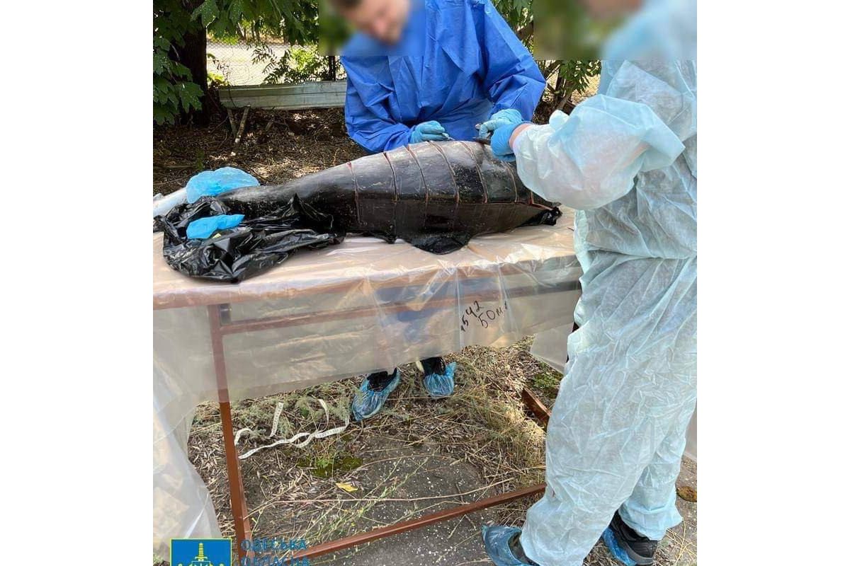 Через агресію рф у Чорному морі масово гинуть дельфіни: Офіс Генпрокурора розслідує екоцид Через агресію рф у Чорному морі масово гинуть дельфіни: Офіс Генпрокурора розслідує екоцид