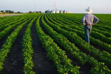 ФАО: допомога фермерам та підтримка традицій Азербайджану ФАО: допомога фермерам та підтримка традицій Азербайджану