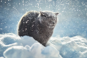 На Черкащині облаштували 16 кошачих осель На Черкащині облаштували 16 кошачих осель