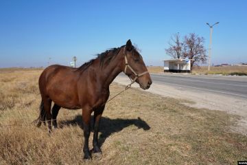 Підприємцю міні-зоопарку загрожує кримінальна відповідальність за жорстоке поводження із тваринами Підприємцю міні-зоопарку загрожує кримінальна відповідальність за жорстоке поводження із тваринами