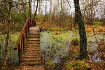 Як стіна на кордоні з білорусією може зіграти на руку ворогам України та підвищити ризик знищення природних екосистем Як стіна на кордоні з білорусією може зіграти на руку ворогам України та підвищити ризик знищення природних екосистем