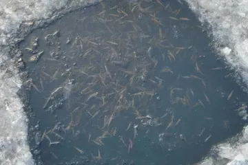​На Сумщині  браконьєри ловили рибу за допомогою острогів