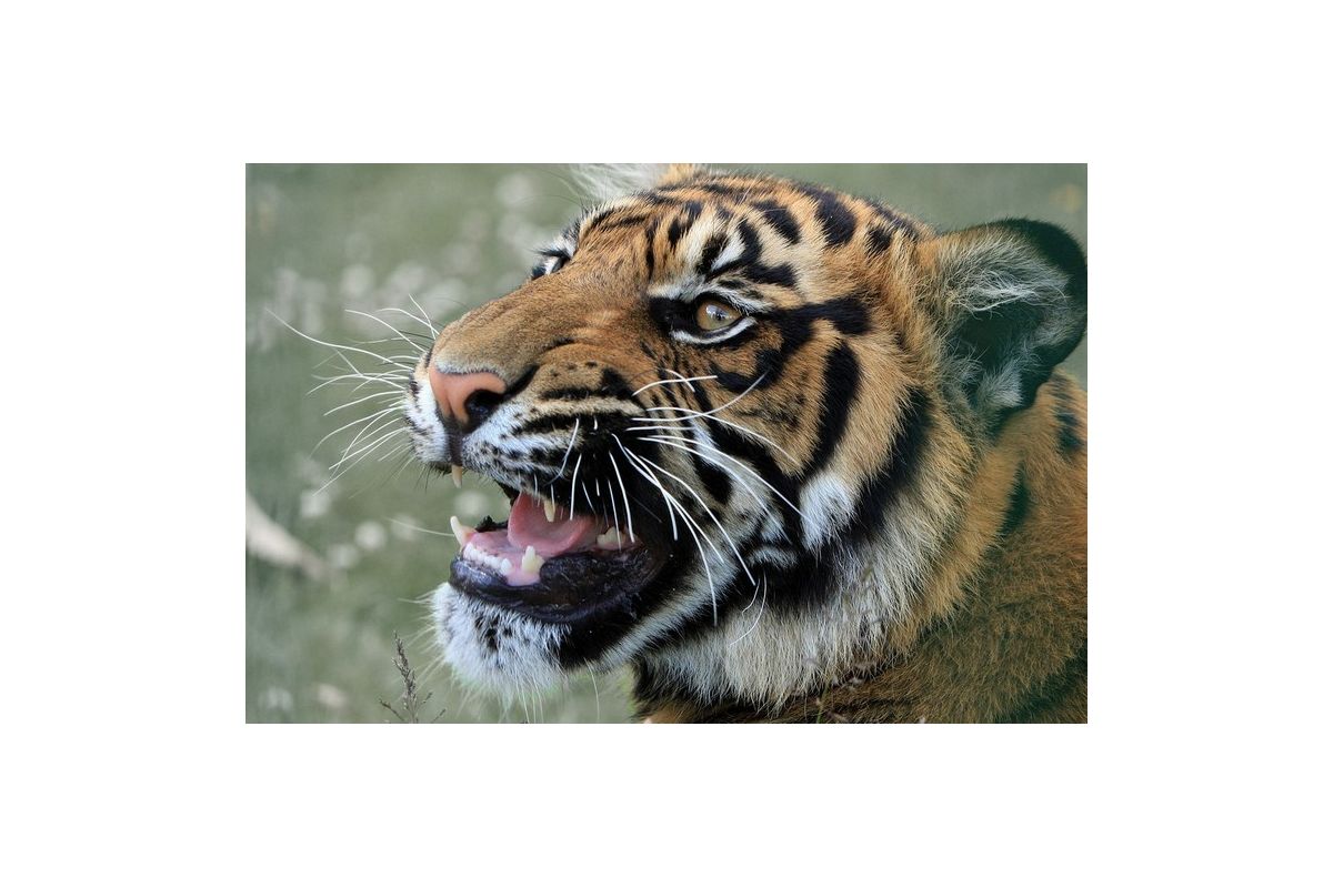 У тигриці з Нью-Йоркського зоопарку виявили коронавірус У тигриці з Нью-Йоркського зоопарку виявили коронавірус