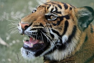 У тигриці з Нью-Йоркського зоопарку виявили коронавірус У тигриці з Нью-Йоркського зоопарку виявили коронавірус