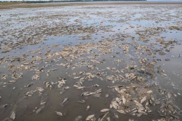 Увага! Екологи попередили про появу небезпечного пилу після прориву греблі Каховської ГЕС Увага! Екологи попередили про появу небезпечного пилу після прориву греблі Каховської ГЕС