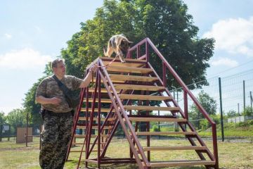У Кам`янському відкрили майданчик для вигулу домашніх тварин У Кам`янському відкрили майданчик для вигулу домашніх тварин