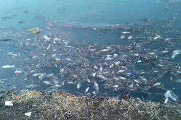 На озері під Дніпром загинуло майже 400 тисяч карасів і сазанів На озері під Дніпром загинуло майже 400 тисяч карасів і сазанів