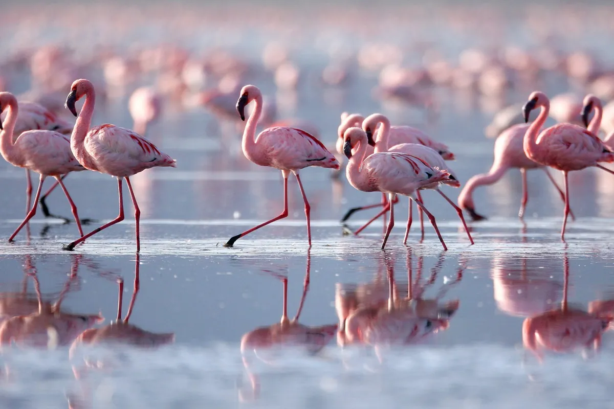 Інформаційне агентство : ООН: День перелітних птахів: в Нур-Султан вперше за багато років прилетіли рожеві фламінго
