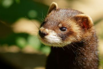 Як у Нацпарку “Прип’ять-Стохід” живеться європейським та американським норкам  Як у Нацпарку “Прип’ять-Стохід” живеться європейським та американським норкам